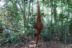 Bukit Lawang