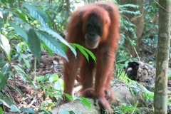Bukit Lawang