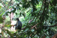Bukit Lawang