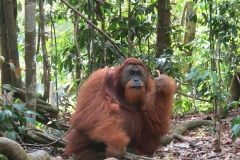 Bukit Lawang