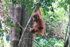 Bukit Lawang