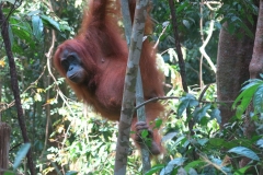 Bukit Lawang