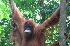 Bukit Lawang
