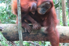 Bukit Lawang