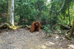 Bukit Lawang