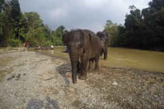 Bukit Lawang.