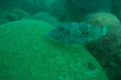 Tauchen in Taganga