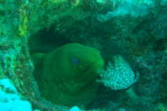 Tauchen in Taganga
