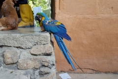 Minca