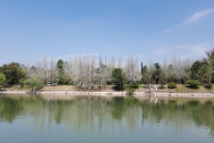 Mendoza