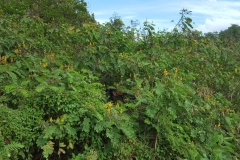 Isla Ometepe