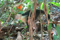 Manuel Antonio