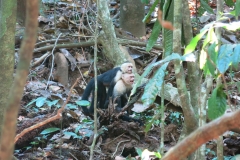 Manuel Antonio