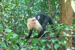 Manuel Antonio