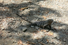 Manuel Antonio