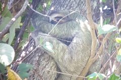 Manuel Antonio