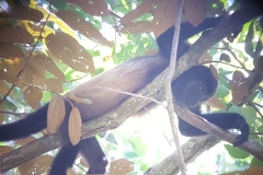 Manuel Antonio