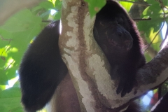 Manuel Antonio