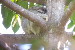 Manuel Antonio