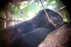Manuel Antonio