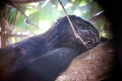Manuel Antonio