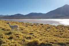 Salar de Uyuni