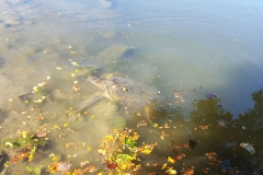 Schildkröte