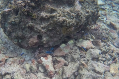 Samoa